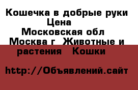 Кошечка в добрые руки! › Цена ­ 10 - Московская обл., Москва г. Животные и растения » Кошки   